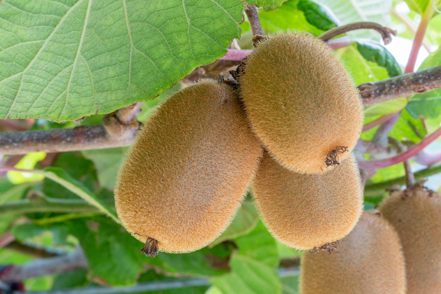 Demi-rondelles de kiwi tray 9x100g pièce